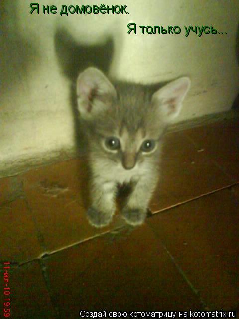 Котоматрица: Я не домовёнок.  Я только учусь...