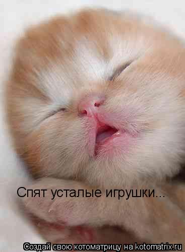 Котоматрица: Спят усталые игрушки...