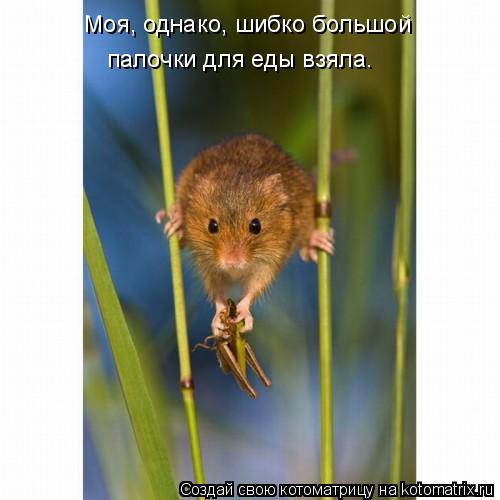 Котоматрица: Моя, однако, шибко большой палочки для еды взяла.