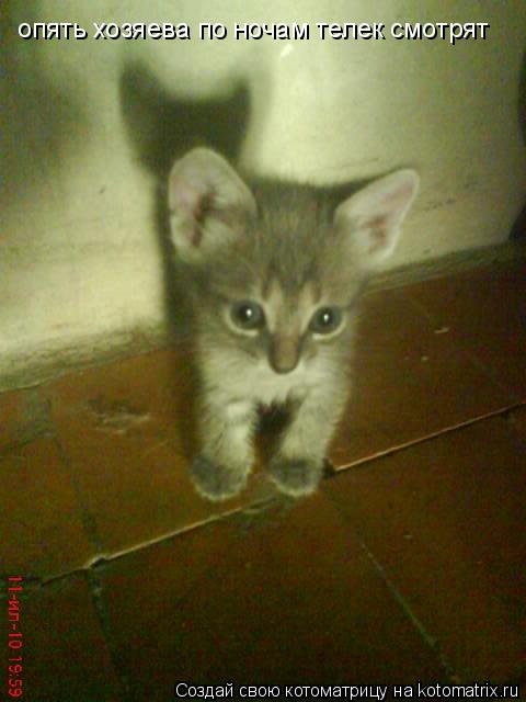 Котоматрица: опять хозяева по ночам телек смотрят