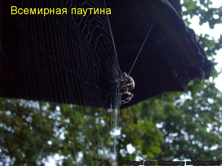 Котоматрица: Всемирная паутина