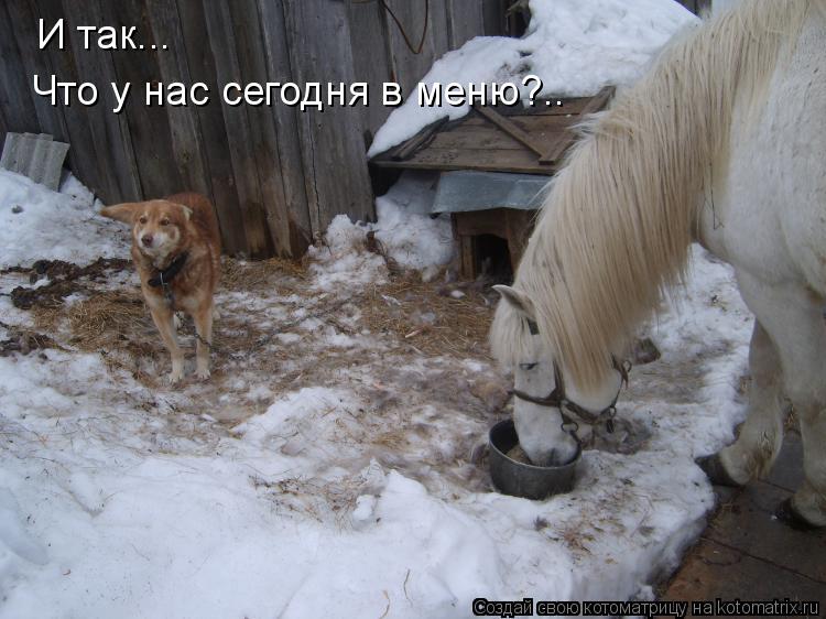 Котоматрица: И так... Что у нас сегодня в меню?..