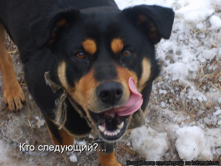 Котоматрица: Кто следующий?...