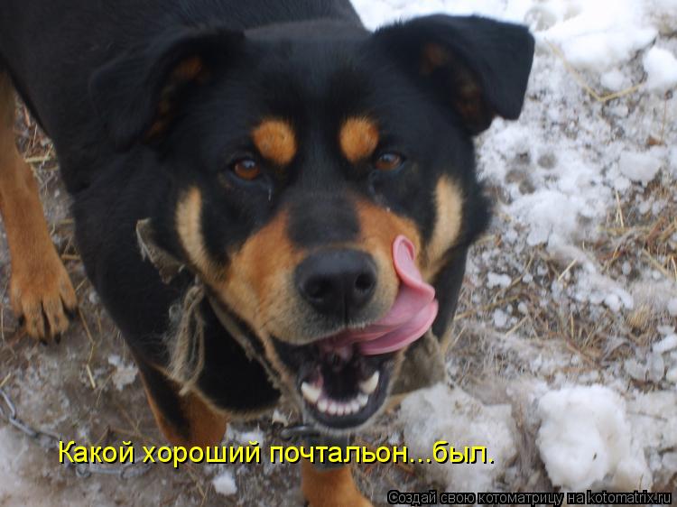 Котоматрица: Какой хороший почтальон...был.