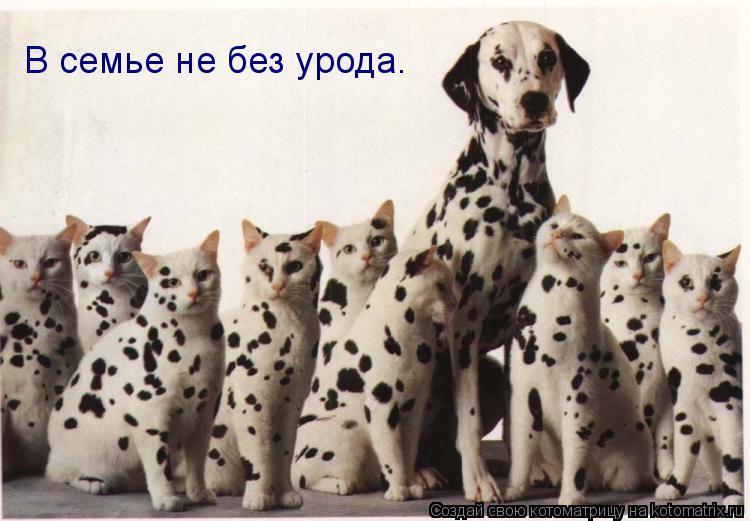 Котоматрица: В семье не без урода.