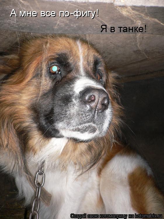 Котоматрица: А мне все по-фигу! Я в танке!