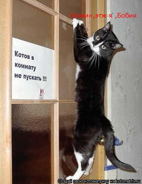 Котоматрица: Хозяин,этж я ,Бобик