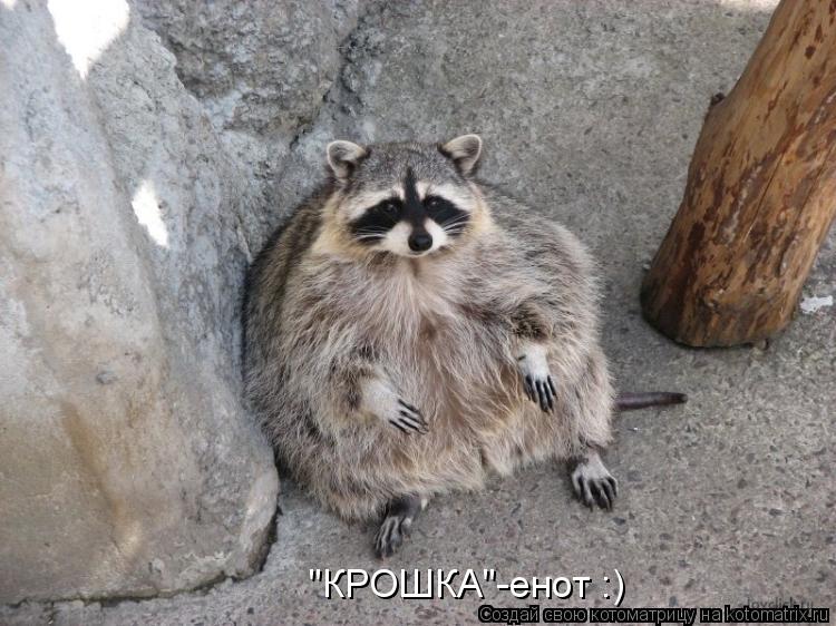 Котоматрица: "КРОШКА"-енот :)