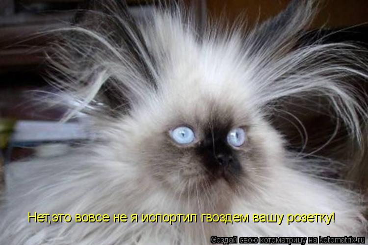 Котоматрица: Нет,это вовсе не я испортил гвоздем вашу розетку!