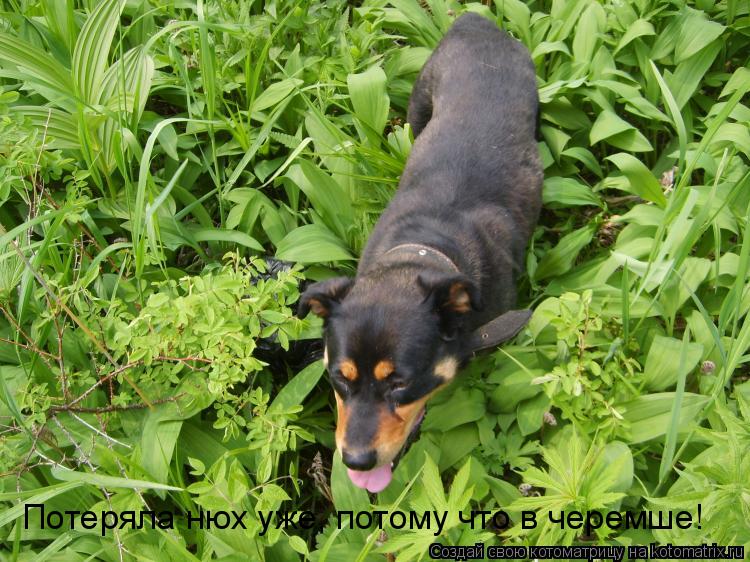 Котоматрица: Потеряла нюх уже, потому что в черемше!