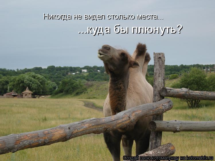 Котоматрица: Никогда не видел столько места... ...куда бы плюнуть?