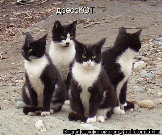 Котоматрица: дрессКОТ