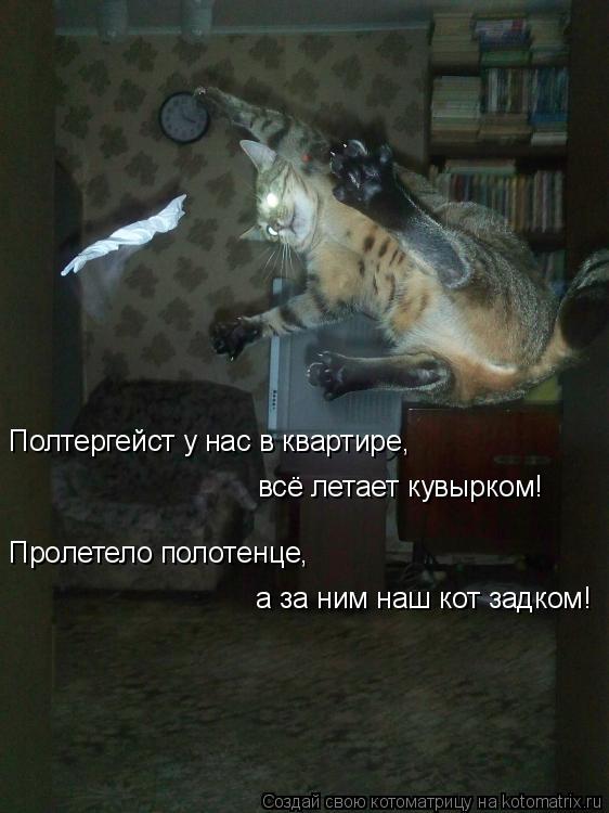 Котоматрица: Полтергейст у нас в квартире, всё летает кувырком! Пролетело полотенце, а за ним наш кот задком!