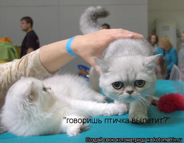 Котоматрица: "говоришь птичка вылетит?"
