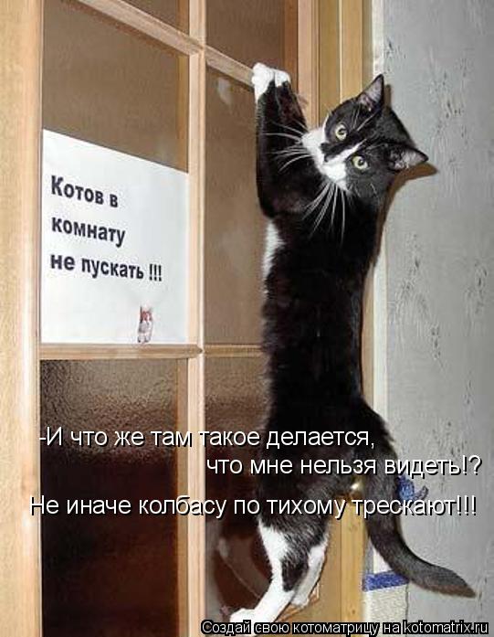 Котоматрица: -И что же там такое делается, что мне нельзя видеть!?  Не иначе колбасу по тихому трескают!!!