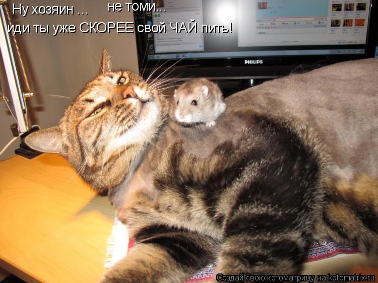 Котоматрица: Ну хозяин ... не томи... иди ты уже СКОРЕЕ свой ЧАЙ пить!