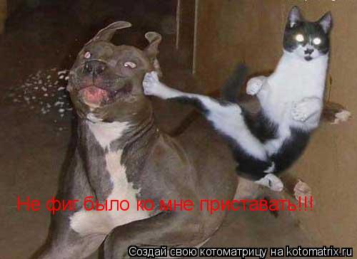 Котоматрица: Не фиг было ко мне приставать!!!
