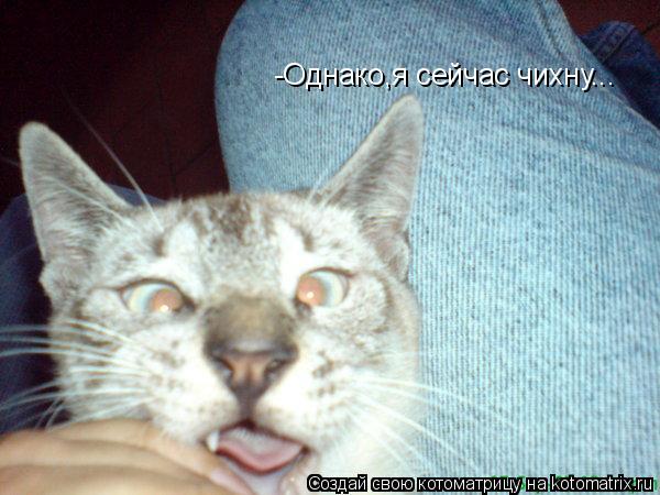 -Однако,я сейчас чихну...... Котоматрица: -Однако,я сейчас чихну...