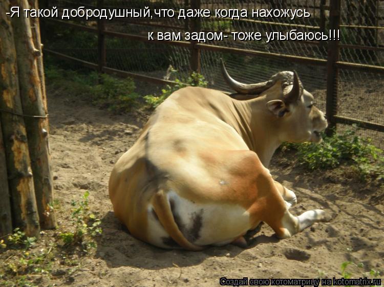 -Я такой добродушный,что даже когда нахожусь к вам задом- тоже улыбаюсь!!!... Котоматрица: -Я такой добродушный,что даже когда нахожусь к вам задом- тоже улыбаюсь!!!