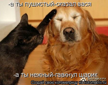 -а ты пушистый-сказал вася -а ты нежный-гавкнул шарик... Котоматрица: -а ты пушистый-сказал вася -а ты нежный-гавкнул шарик