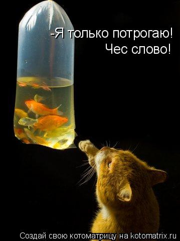 Котоматрица: -Я только потрогаю!  Чес слово!