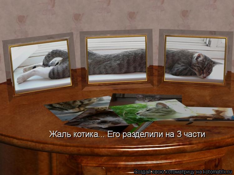 Котоматрица: Жаль котика... Его разделили на 3 части