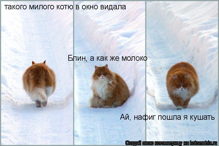 Котоматрица: такого милого котю в окно видала Блин, а как же молоко Ай, нафиг пошла я кушать