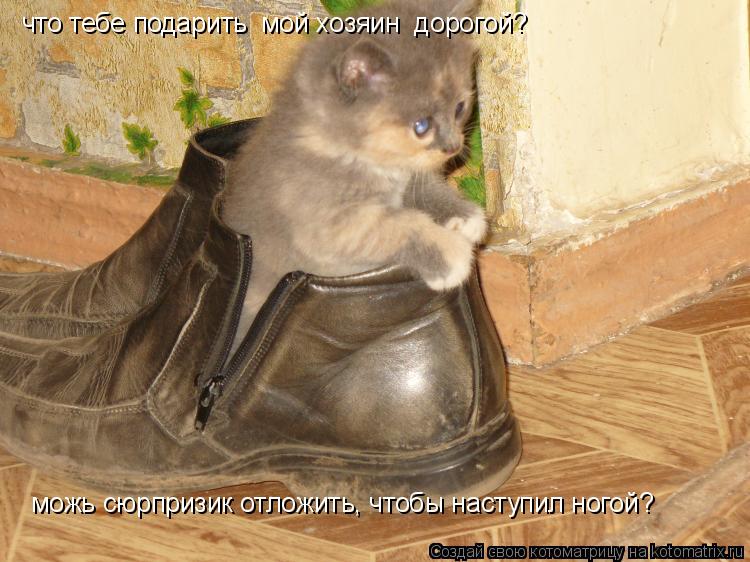 Котоматрица: что тебе подарить  мой хозяин  дорогой?  можь сюрпризик отложить, чтобы наступил ногой?