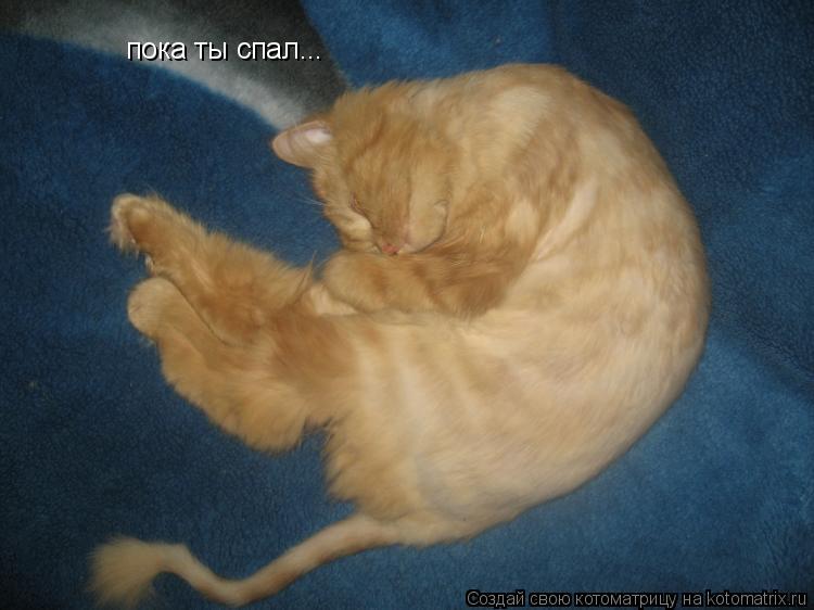 Котоматрица: пока ты спал...