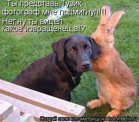 Котоматрица: -Ты представь,Тузик, фотограф мне подмигнул!!! Нет,ну ты видел каков извращенец,а!?