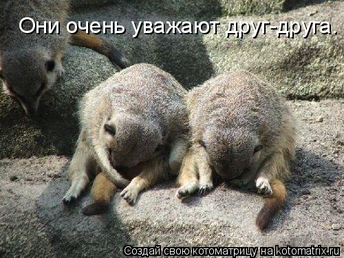 Котоматрица: Они очень уважают друг-друга.