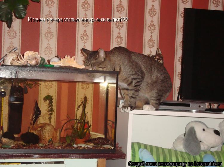 Котоматрица: И зачем я вчера столько валерьянки выпил???