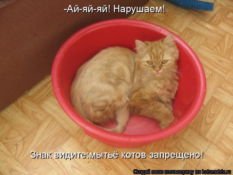 Котоматрица: -Ай-яй-яй! Нарушаем! Знак видите:мытьё котов запрещено!