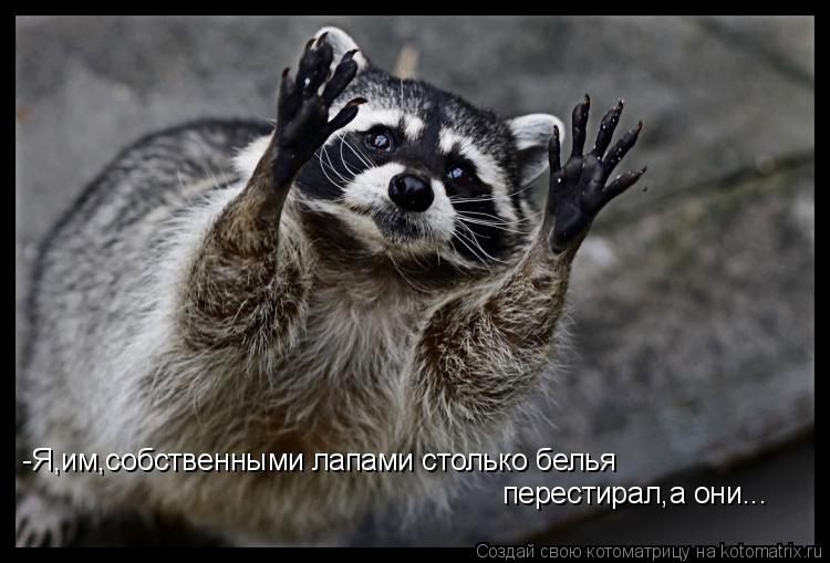 Котоматрица: -Я,им,собственными лапами столько белья  перестирал,а они...