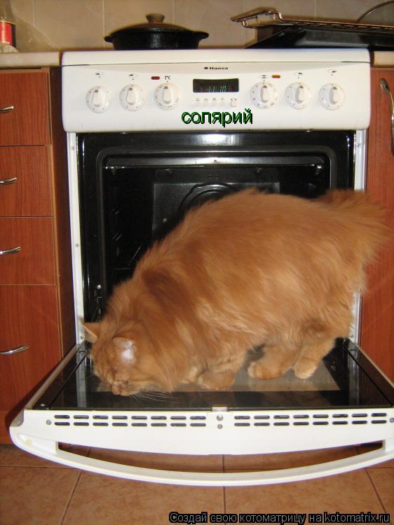 Котоматрица: солярий  солярий