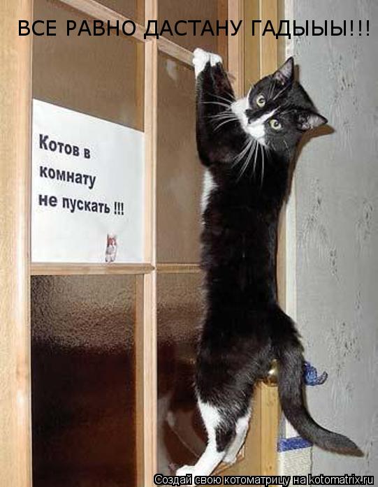 Котоматрица: ВСЕ РАВНО ДАСТАНУ ГАДЫЫЫ!!!