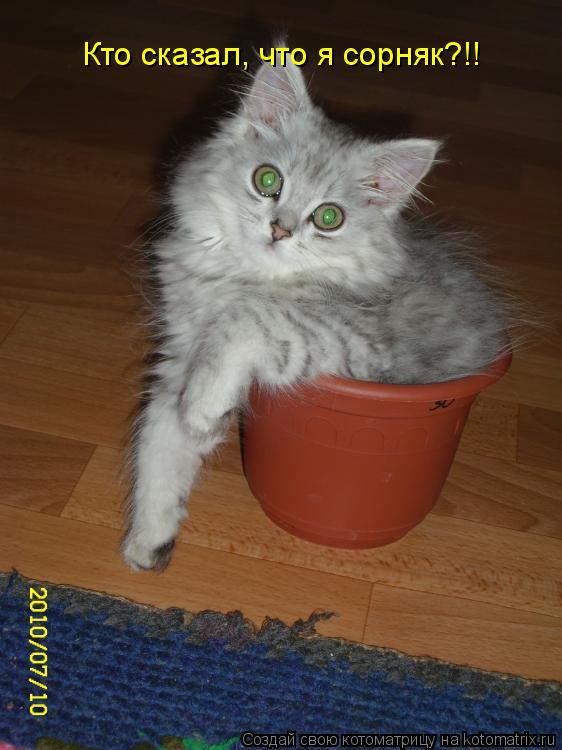 Котоматрица: Кто сказал, что я сорняк?!!