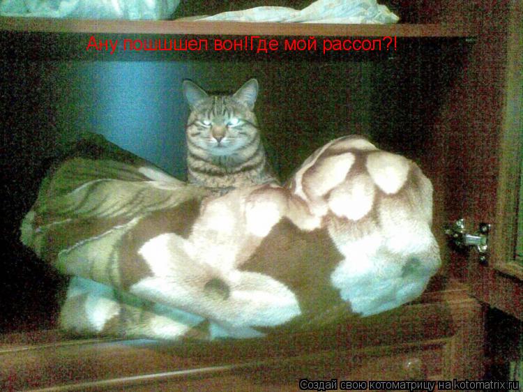 Ану пошшшел вон!Где мой рассол?!... Котоматрица: Ану пошшшел вон!Где мой рассол?!