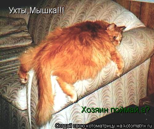 Ухты,Мышка!!! Хозяин поймай,а?... Котоматрица: Ухты,Мышка!!! Хозяин поймай,а?