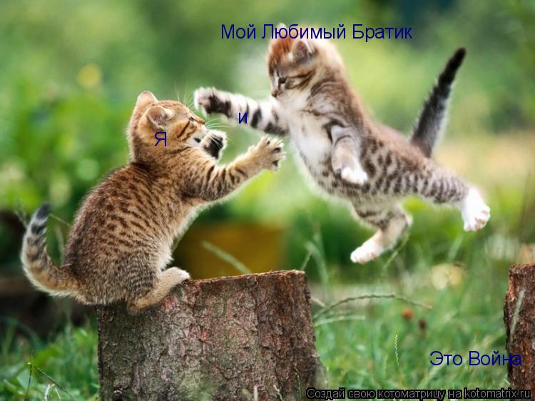 Это Война Я и Мой Любимый Братик... Котоматрица: Это Война Я и Мой Любимый Братик