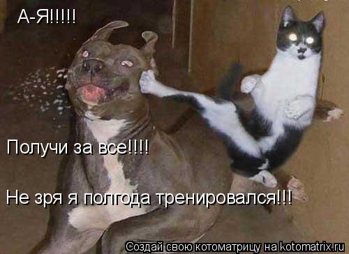 А-Я!!!!! Получи за все!!!! Не зря я полгода тренировался!!!... Котоматрица: А-Я!!!!! Получи за все!!!! Не зря я полгода тренировался!!!