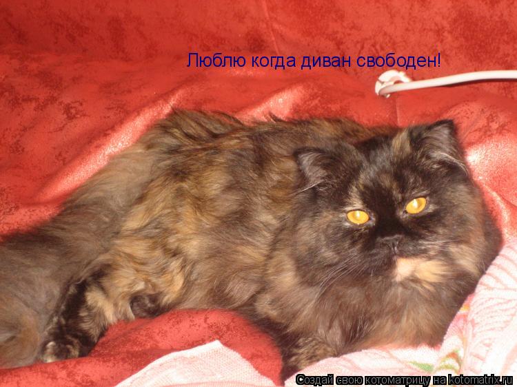 Люблю когда диван свободен!... Котоматрица: Люблю когда диван свободен!