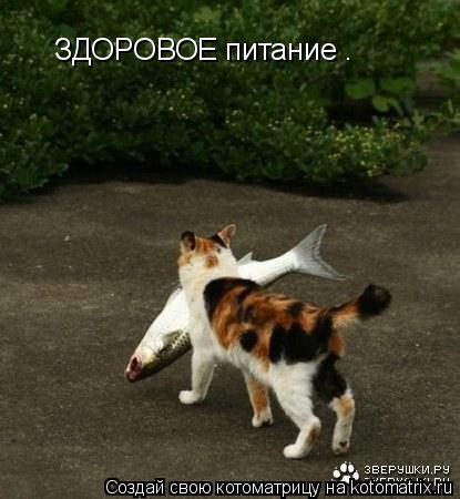 Котоматрица: ЗДОРОВОЕ питание .