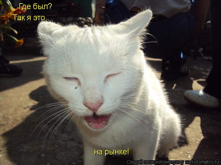 Где был? Так я это на рынке!... Котоматрица: Где был? Так я это на рынке!