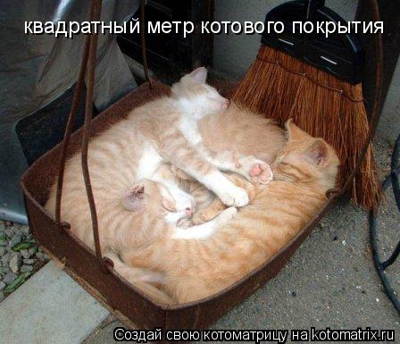 Котоматрица: квадратный метр котового покрытия