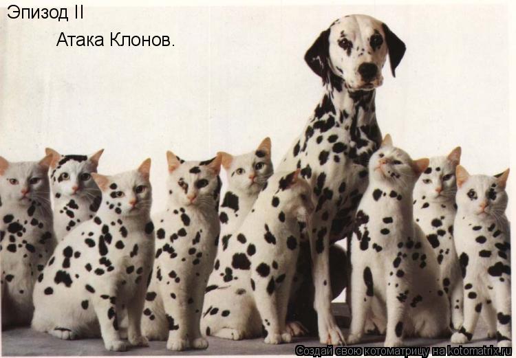 Котоматрица: Эпизод II Атака Клонов.