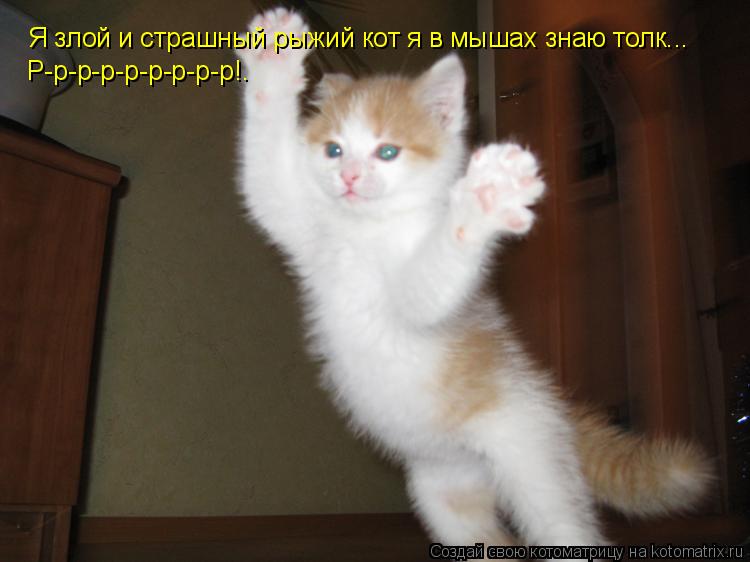 Котоматрица: Я злой и страшный рыжий кот я в мышах знаю толк... Р-р-р-р-р-р-р-р-р!.