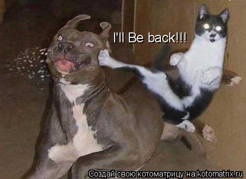 Котоматрица: I'll Be back!!!