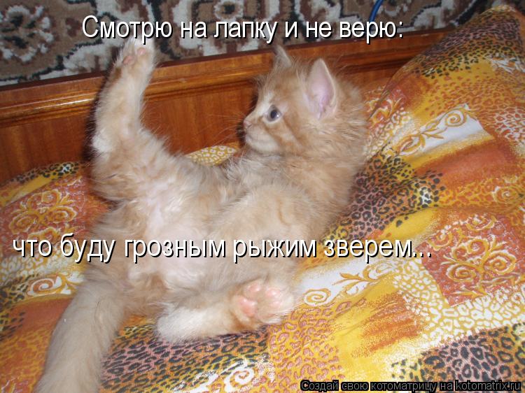 Смотрю на лапку и не верю: что буду грозным рыжим зверем...... Котоматрица: Смотрю на лапку и не верю: что буду грозным рыжим зверем...