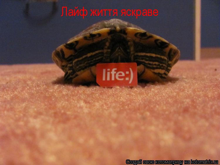 Котоматрица: Лайф життя яскраве